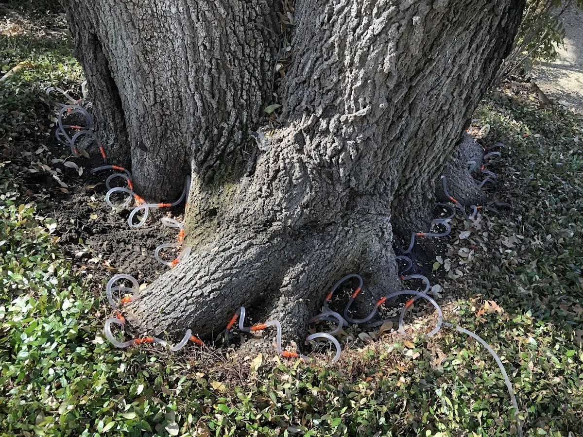 Detailed Shrub and Hedge Trimming job site in Bulverde
