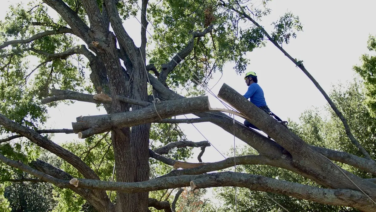 Professional Hazardous Tree Removal performed by certified arborists in Bulverde