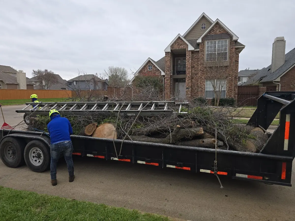 Expert Tree Removal with proper safety equipment in Bulverde